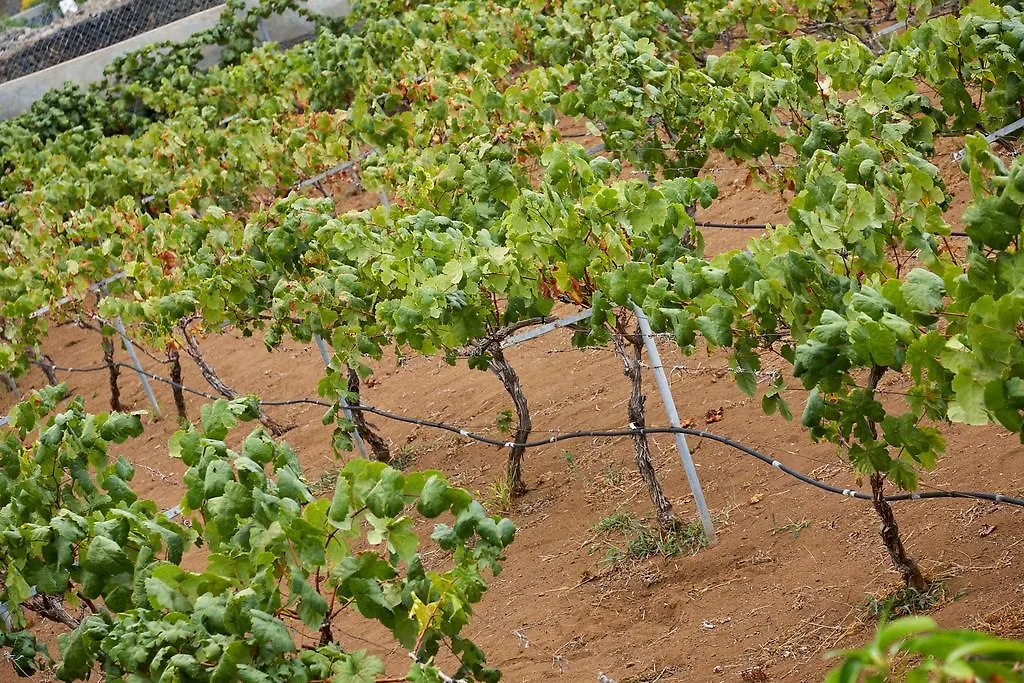 Chalet Las Viñas Icod De Los Vinos Espagne